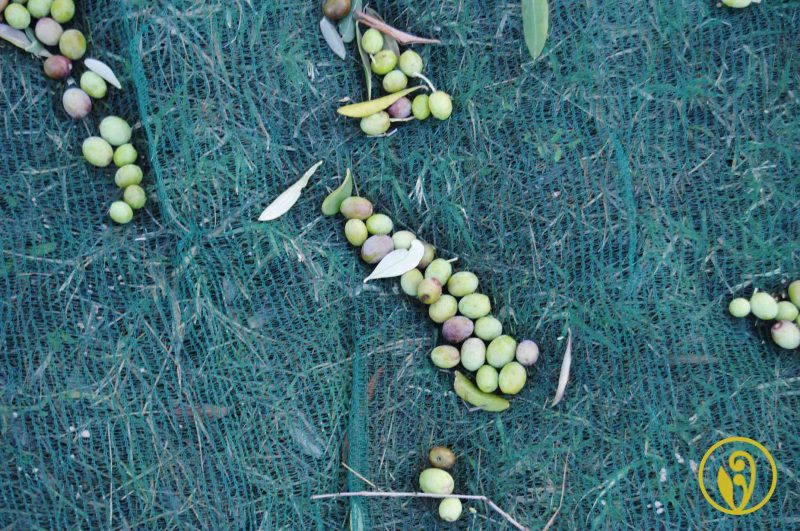 Harvest olives