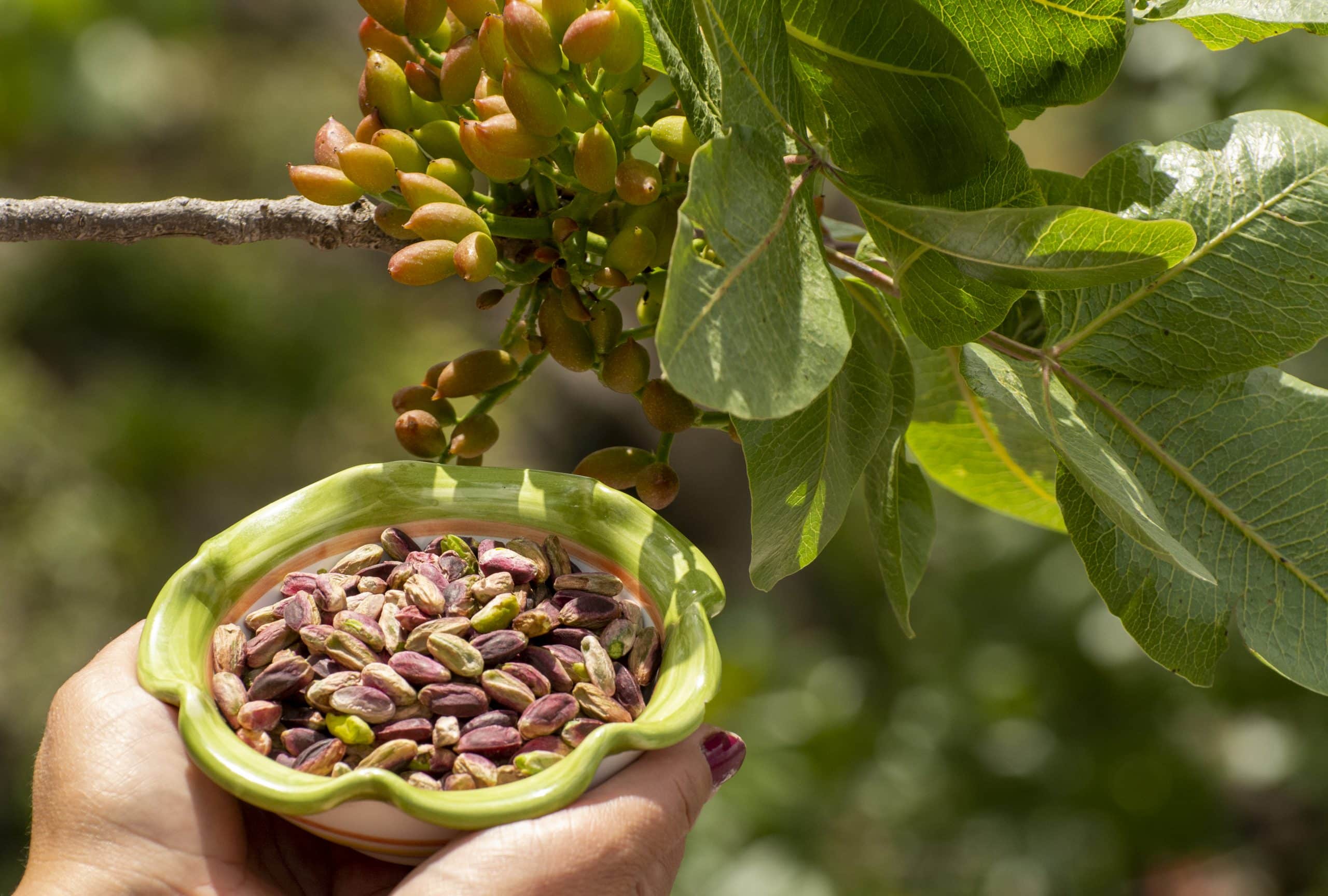 Read more about the article Bronte pistachios: a real excellence, known all over the world