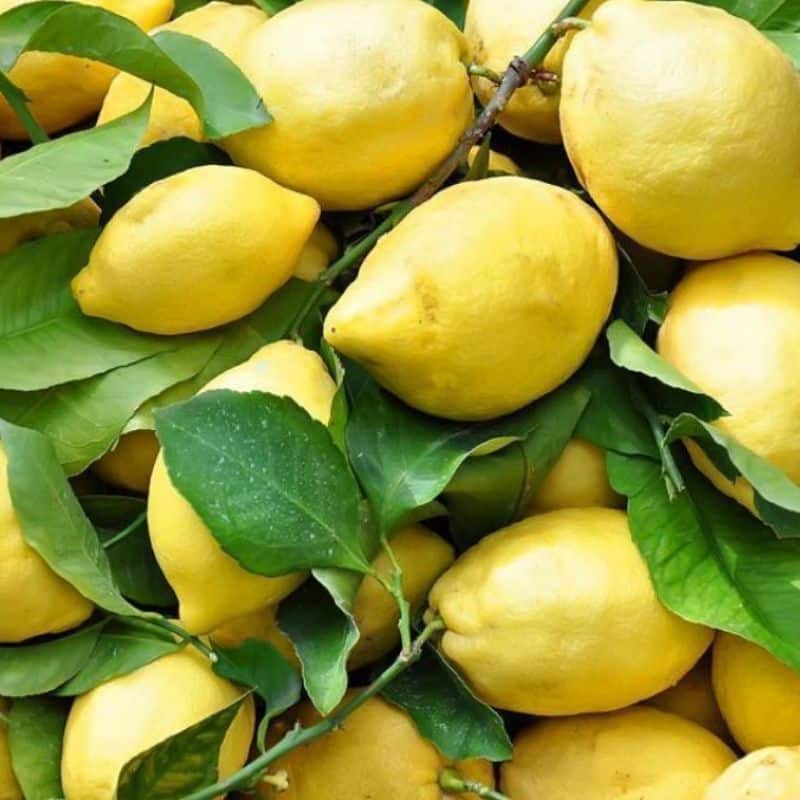 Untreated Sicilian lemons