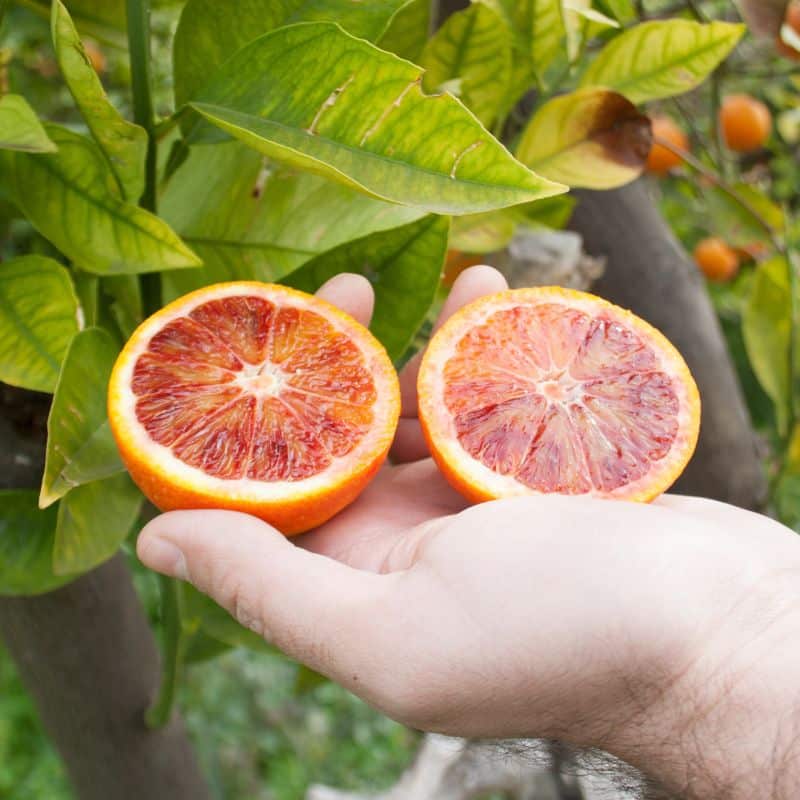 Mix citrus fruits