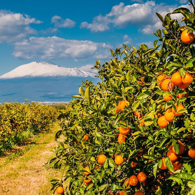 Blood oranges from Sicily-Etna PDO